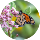 Why Native Matters image